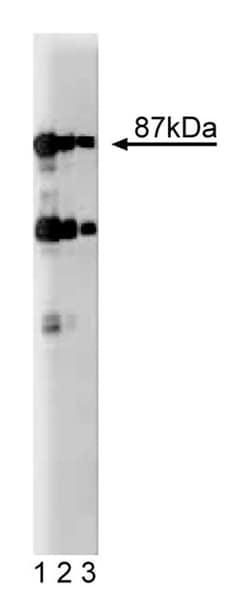 Dystrobrevin Mouse, Unlabeled, Clone: 23, BD 50&mu;g; Unlabeled:Antibodies,
