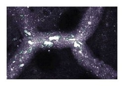 Dystrobrevin Mouse, Unlabeled, Clone: 23, BD 50&mu;g; Unlabeled:Antibodies,