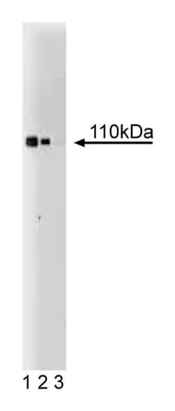 DGK Mouse, Unlabeled, Clone: 24, BD 150&mu;g; Unlabeled:Antibodies, Monoclonal