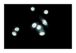 DGK Mouse, Unlabeled, Clone: 24, BD 150&mu;g; Unlabeled:Antibodies, Monoclonal