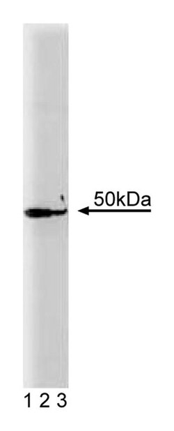 DEK Mouse anti-Human, Unlabeled, Clone: 2, BD 50&mu;g; Unlabeled:Antibodies,