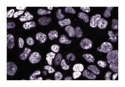 DEK Mouse anti-Human, Unlabeled, Clone: 2, BD 50&mu;g; Unlabeled:Antibodies,