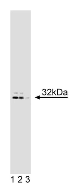DARPP-32 Mouse, Unlabeled, Clone: 15, BD 50&mu;g; Unlabeled:Antibodies,