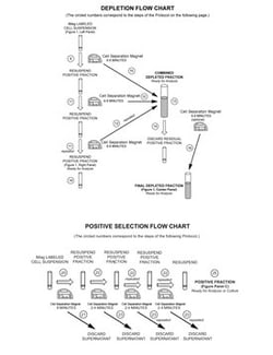 Magnetic Particles - DM Mouse anti-Mouse, BD IMag-DM, Clone: A85-1, BD