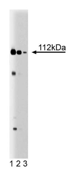 Exportin-1 (CRM1) Mouse anti-Human, Unlabeled, Clone: 17, BD:Antibodies:Primary