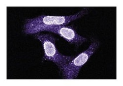 Exportin-1 (CRM1) Mouse anti-Human, Unlabeled, Clone: 17, BD:Antibodies:Primary