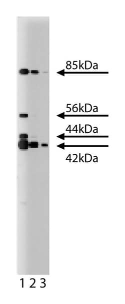 ERK (pan ERK) Mouse, Unlabeled, Clone: 16, BD 50&mu;g; Unlabeled:Antibodies,