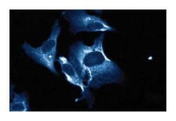 EFP Mouse anti-Human, Unlabeled, Clone: 2, BD 50&mu;g; Unlabeled:Antibodies,