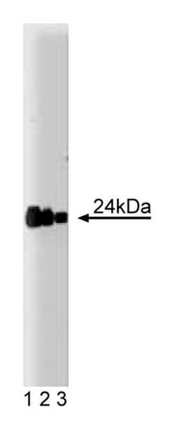 FADD Mouse anti-Human, Unlabeled, Clone: 1, BD:Antibodies:Primary Antibodies