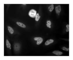 FADD Mouse anti-Human, Unlabeled, Clone: 1, BD:Antibodies:Primary Antibodies