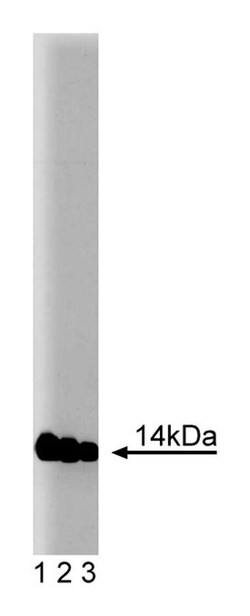 FKBP12 Mouse, Unlabeled, Clone: 8, BD 50 &mu;g | Buy Online | BD Biosciences | Fisher Scientific