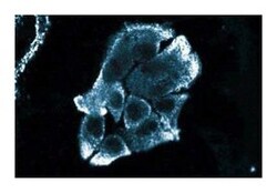 FKBP12 Mouse, Unlabeled, Clone: 8, BD 50 &mu;g | Buy Online | BD Biosciences | Fisher Scientific