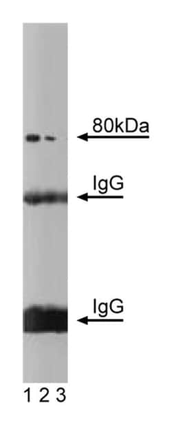 4F2 hc/CD98HC Mouse anti-Rat, Unlabeled, Clone: 30, BD 50&mu;g; Unlabeled:Antibodies,