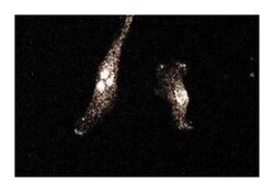 4F2 hc/CD98HC Mouse anti-Rat, Unlabeled, Clone: 30, BD 50&mu;g; Unlabeled:Antibodies,