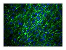 Fibronectin Mouse, Alexa Fluor 488, Clone: 10/Fibronectin, BD 50 tests;