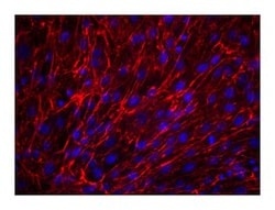 Fibronectin Mouse, Alexa Fluor 647, Clone: 10/Fibronectin, BD 50 tests;