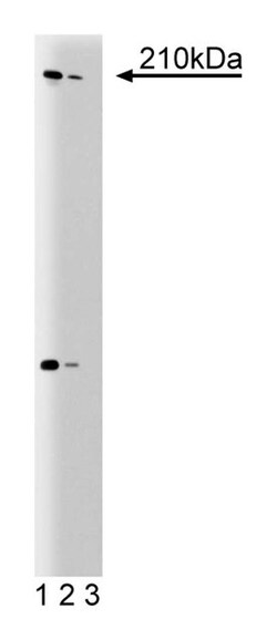 GMAP-210 (Trip230) Mouse anti-Human, Unlabeled, Clone: 15, BD 50 &mu;g | Buy Online | BD Biosciences | Fisher Scientific