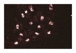 GMAP-210 (Trip230) Mouse anti-Human, Unlabeled, Clone: 15, BD 50 &mu;g | Buy Online | BD Biosciences | Fisher Scientific