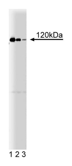 Ras-GAP Mouse, Unlabeled, Clone: 13, BD 50&mu;g; Unlabeled:Antibodies,