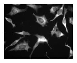 GSK-3 Mouse, Unlabeled, Clone: 7, BD 50&mu;g; Unlabeled:Antibodies, Monoclonal