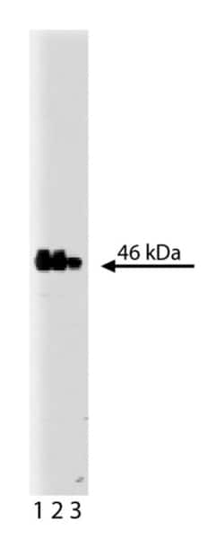 GSK-3 Mouse, Unlabeled, Clone: 7, BD 50&mu;g; Unlabeled:Antibodies, Monoclonal