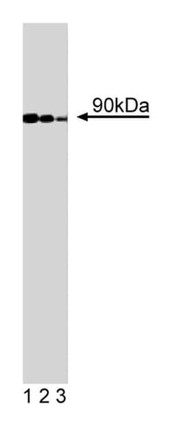 GGA3 Mouse anti-Human, Unlabeled, Clone: 8, BD 50&mu;g; Unlabeled:Antibodies,