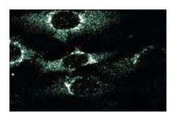 GGA3 Mouse anti-Human, Unlabeled, Clone: 8, BD 50&mu;g; Unlabeled:Antibodies,