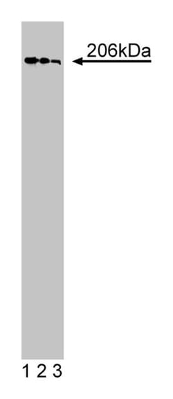 GBF1 (Golgi-specific Brefeldin A (BFA)-resistance Factor 1) Mouse, Unlabeled,