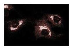 GBF1 (Golgi-specific Brefeldin A (BFA)-resistance Factor 1) Mouse, Unlabeled,