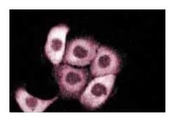 GCF2 Mouse anti-Human, Unlabeled, Clone: 32, BD:Antibodies:Primary Antibodies