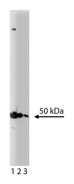 GFAP Mouse, Unlabeled, Clone: 52, BD:Antibodies:Primary Antibodies