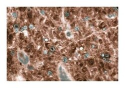 GFAP Mouse, Unlabeled, Clone: 52, BD:Antibodies:Primary Antibodies