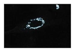 GM130 Mouse, Unlabeled, Clone: 35/GM130, BD 50&mu;g; Unlabeled:Antibodies,