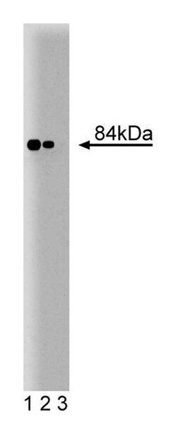 GOK/Stim1 Mouse, Unlabeled, Clone: 44, BD 50&mu;g; Unlabeled:Antibodies,