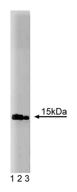 GS15 Mouse, Unlabeled, Clone: 19, BD 50&mu;g; Unlabeled:Antibodies, Monoclonal