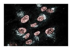 GS15 Mouse, Unlabeled, Clone: 19, BD 50&mu;g; Unlabeled:Antibodies, Monoclonal