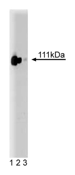 GluR 2 Mouse, Unlabeled, Clone: 48, BD 50&mu;g; Unlabeled:Antibodies, Monoclonal