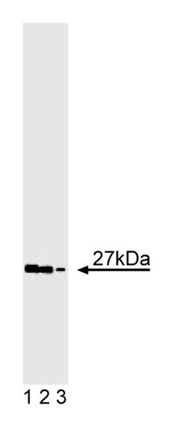 GS27 Mouse, Unlabeled, Clone: 25, BD:Antibodies:Primary Antibodies