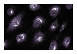 GS27 Mouse, Unlabeled, Clone: 25, BD:Antibodies:Primary Antibodies