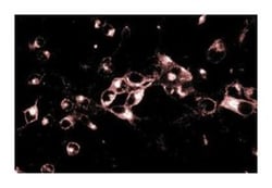 GS28 Mouse, Unlabeled, Clone: 1, BD 50&mu;g; Unlabeled:Antibodies, Monoclonal