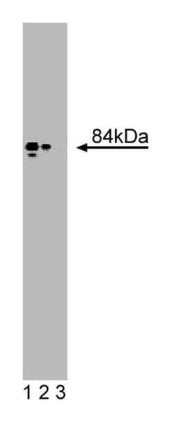 Golgin-84 Mouse, Unlabeled, Clone: 26, BD 50&mu;g; Unlabeled:Antibodies,