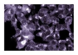Golgin-84 Mouse, Unlabeled, Clone: 26, BD 50&mu;g; Unlabeled:Antibodies,