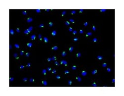 GM130 Mouse anti-Human, Alexa Fluor 488, Clone: 35/GM130, BD 100 Tests | Buy Online | BD Biosciences | Fisher Scientific