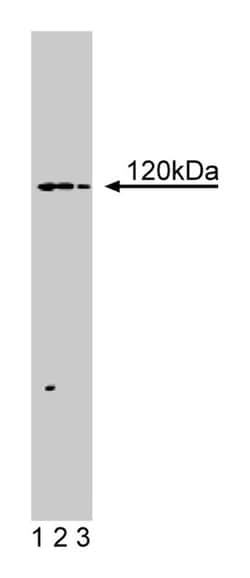 Hip1R Mouse, Unlabeled, Clone: 44, BD 50&mu;g; Unlabeled:Antibodies, Monoclonal