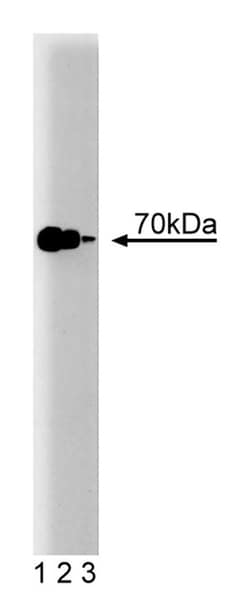 Hsp70 Mouse, Unlabeled, Clone: 7, BD 150&mu;g; Unlabeled:Antibodies, Monoclonal