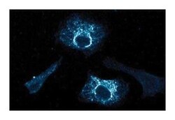 Hsp70 Mouse, Unlabeled, Clone: 7, BD 150&mu;g; Unlabeled:Antibodies, Monoclonal