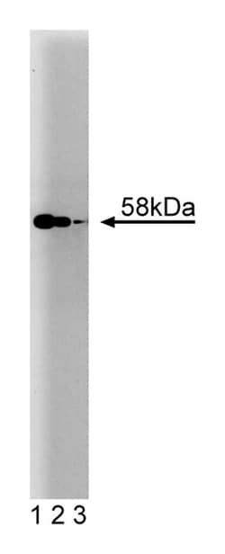 hHR23B Mouse, Unlabeled, Clone: 16, BD:Antibodies:Primary Antibodies