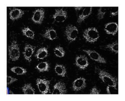 Hsp60 Mouse, Unlabeled, Clone: 24/HSP60, BD 150&mu;g; Unlabeled:Anticorps,