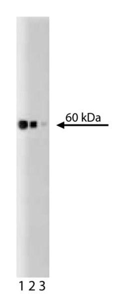 Hsp60 Mouse, Unlabeled, Clone: 24/HSP60, BD 150&mu;g; Unlabeled:Anticorps,