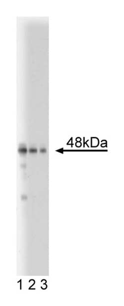 IRF1 Mouse anti-Human, Unlabeled, Clone: 20, BD 150&mu;g; Unlabeled:Antibodies,